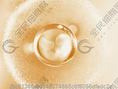 湖北干细胞回输一次多少钱，可以维持多久