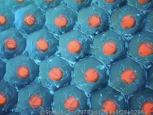 打干细胞敢吃未煮熟的食物吗？