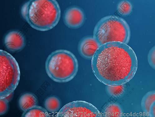 打完干细胞可以吃纳豆激酶胶囊吗？心血管保健新选？
