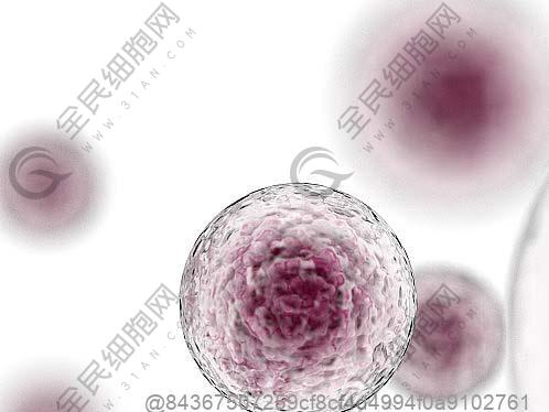 打干细胞7天可以吃什么水果补维生素？补维水果​