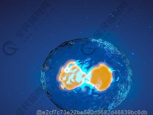 打干细胞16天可以吃什么水果补维生素C效果好？