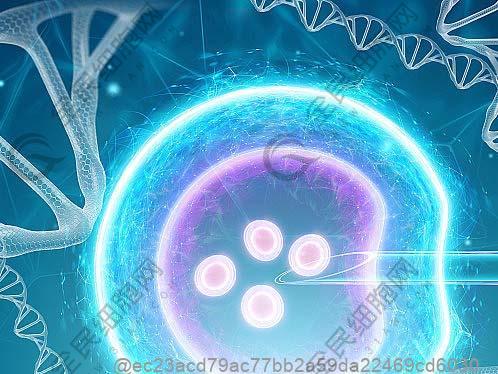打干细胞23天可以吃什么水果提升免疫效果好？