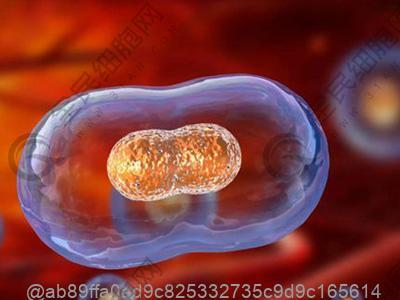 打干细胞可以吃什么抗氧化水果常温？常温抗氧化​