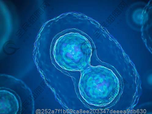 打了干细胞20天可以吃什么水果提升活力？活力提升​