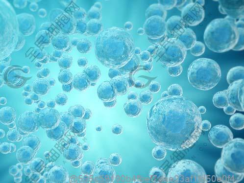 干细胞疗法与鹅肉摄入：两者之间的科学考量