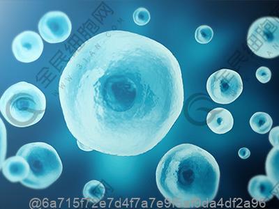 打干细胞12天可以吃什么水果提神醒脑效果好？高效提神​