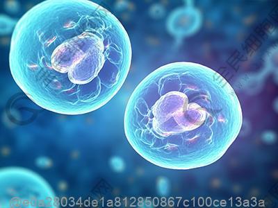 打干细胞可以吃什么东西么？玉米的食用方式
