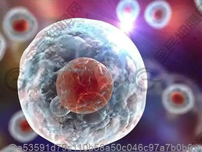 打干细胞前吃鱼会影响注射效果吗​