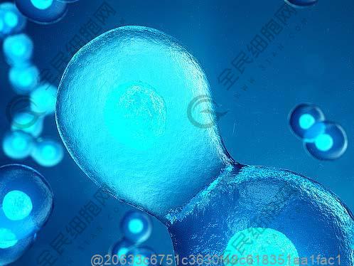 打干细胞敢吃高糖食物吗？